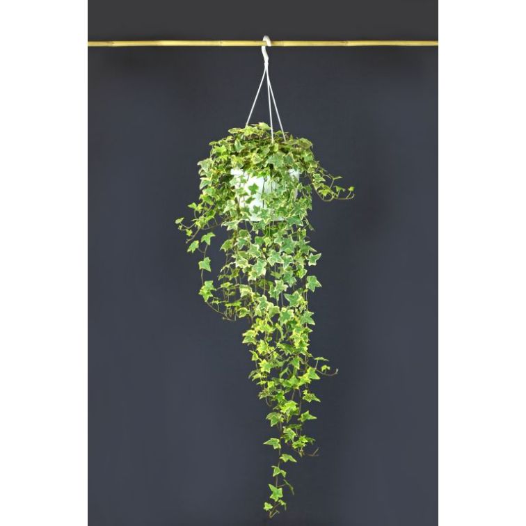 HEDERA main product photo