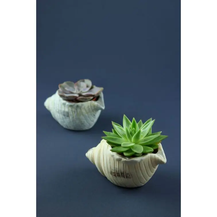 Succulenten In Seashell