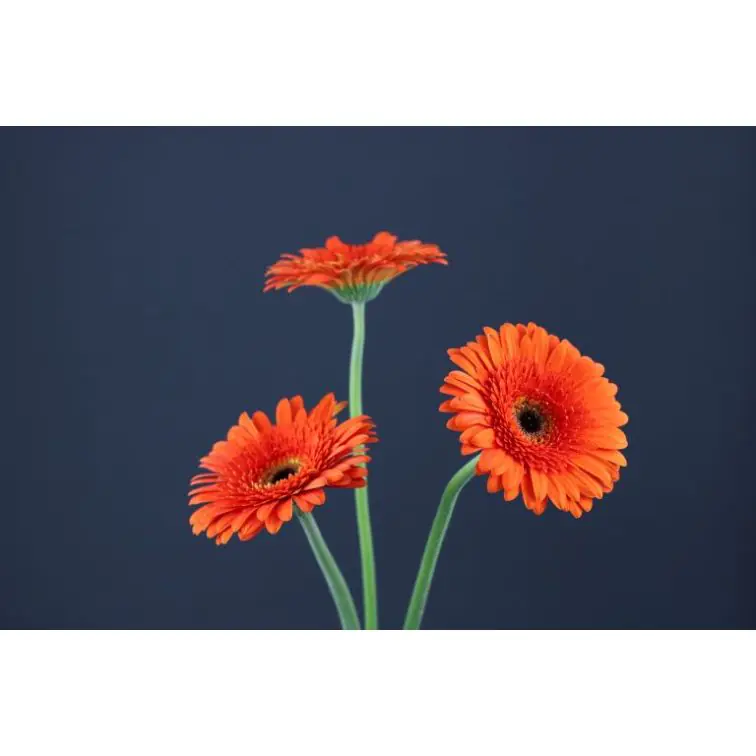 Gerbera Candela