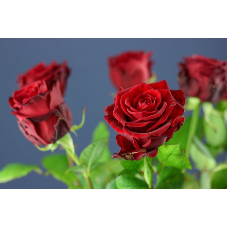 Roses Red Naomi 50cm main product photo