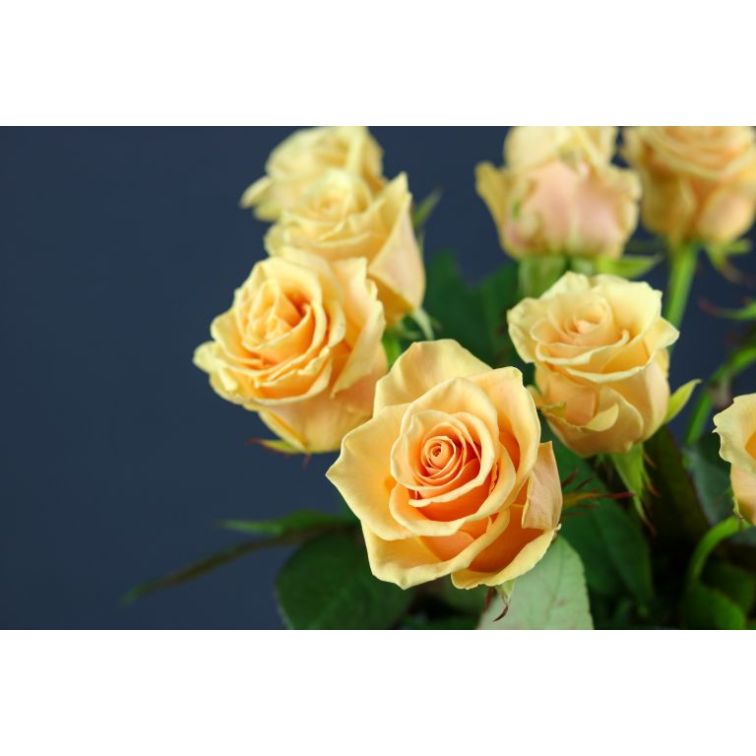 Roses Prima Donna 40 cm main product photo