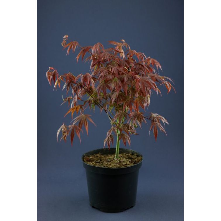 Kļava p19 (Acer) main product photo