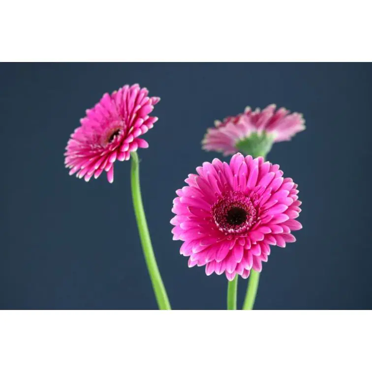 Gerbera Picobello