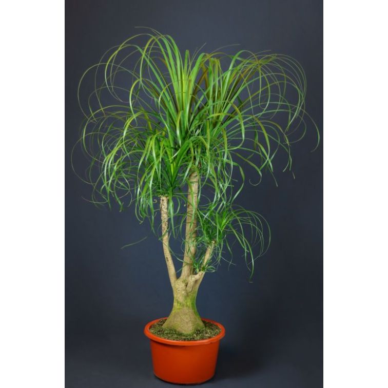 Bokarne 150cm (Beaucarnea) main product photo