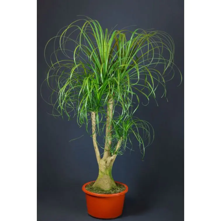 Bokarne 150cm (Beaucarnea)
