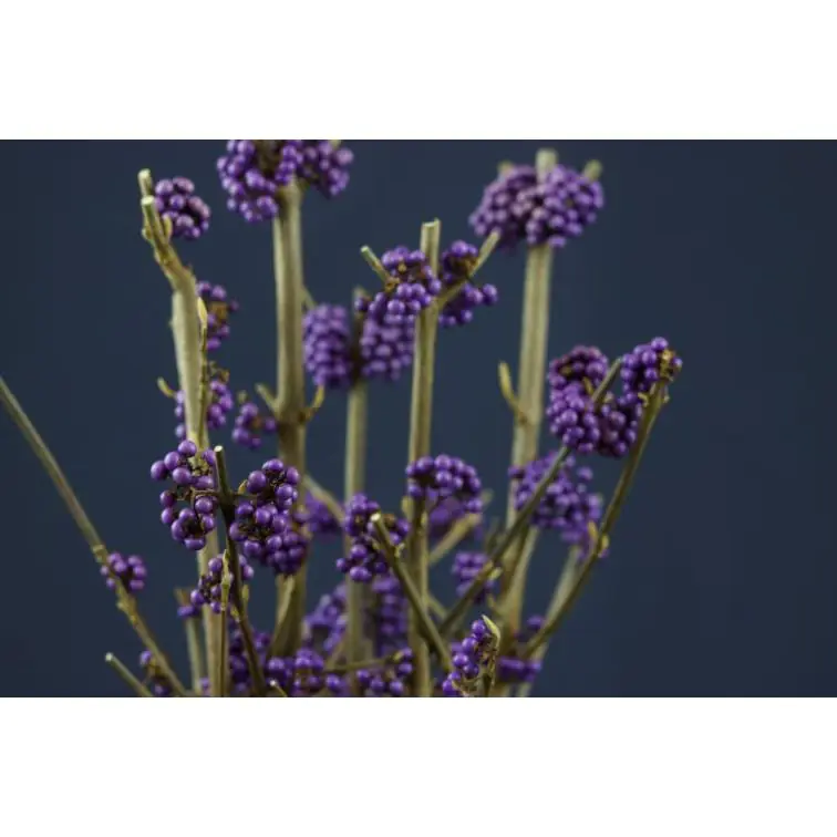 Callicarpa