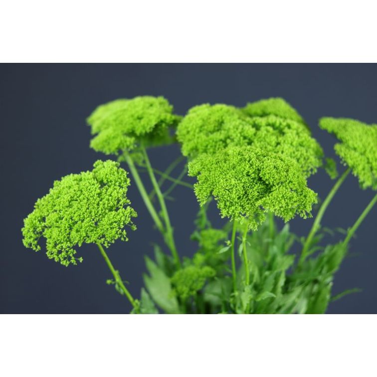 Trachelium Green main product photo