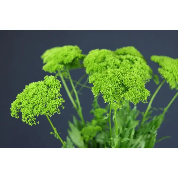 Trachelium Green