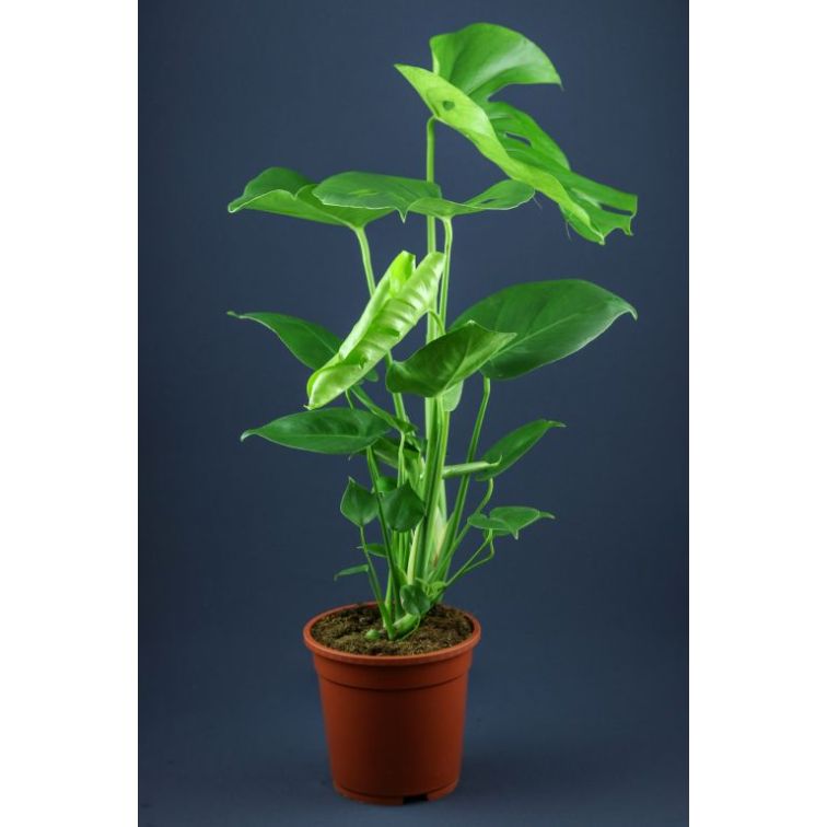 Monstera p19 main product photo