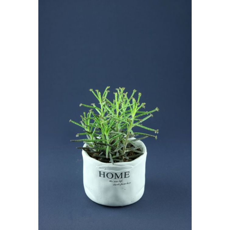Succulenten In Ceramic pot main product photo