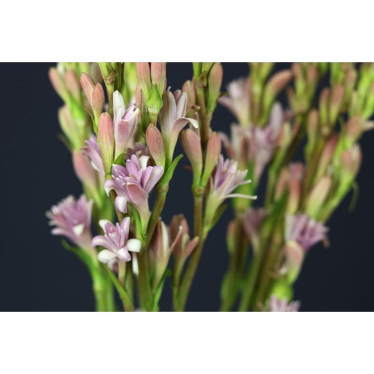 Polianthes Tuberosa main product photo