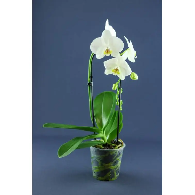 Orhidejas Phalaenopsis Waterfall