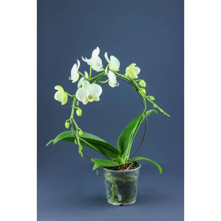 Orhidejas Phalaenopsis Waterfall