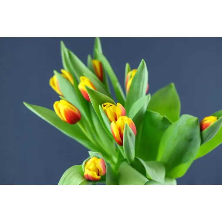 Tulip Andre Citroen