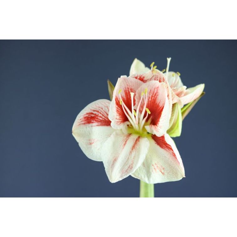 Hippeastrum Popov main product photo