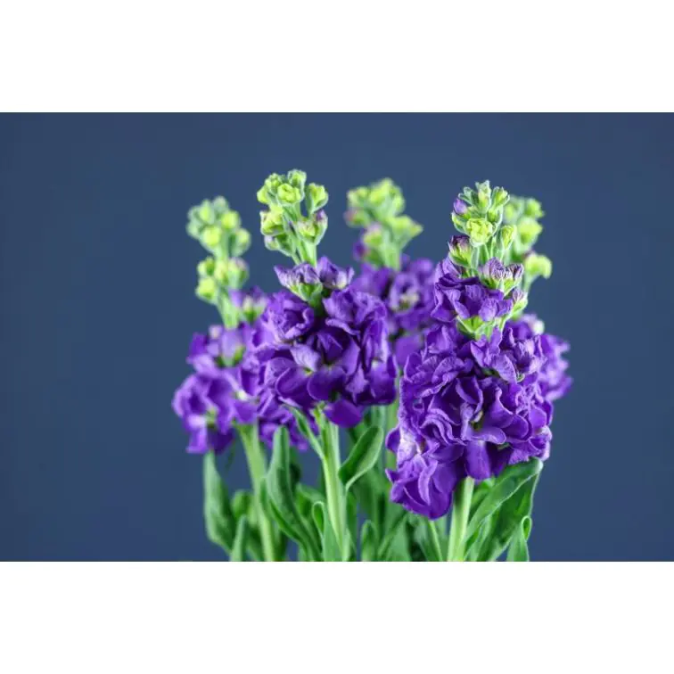 Matthiola Purple