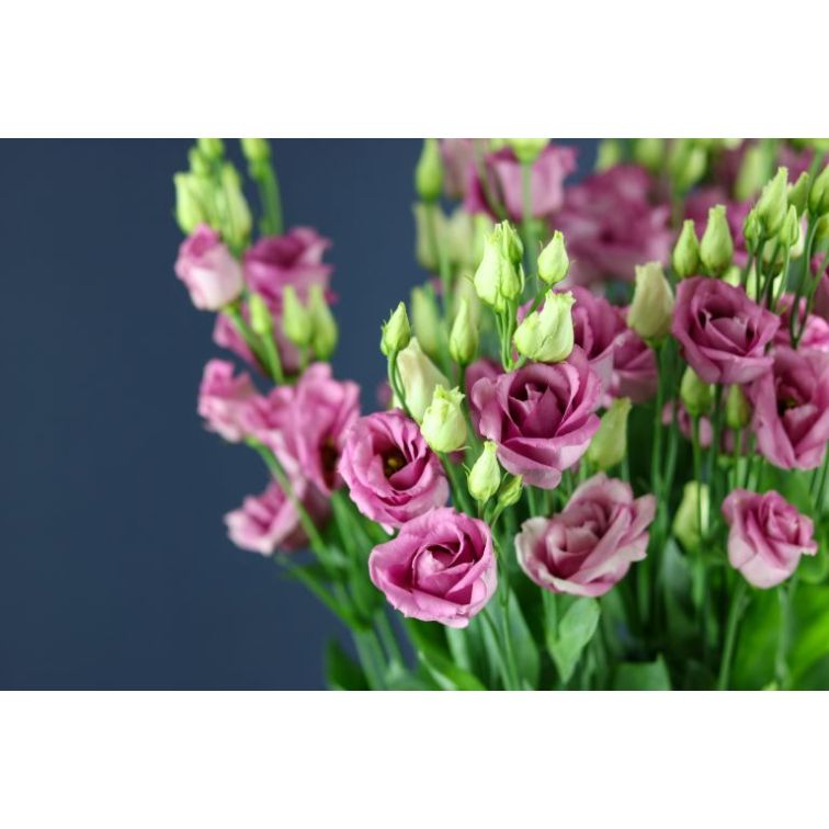 Lizantes Rosita Pink main product photo