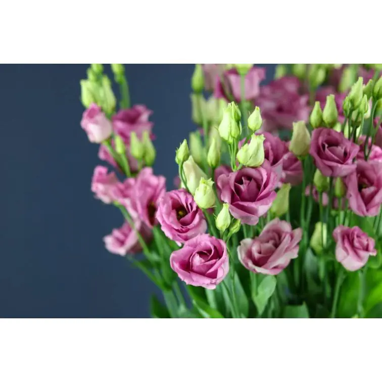 Lisianthus Rosita Pink
