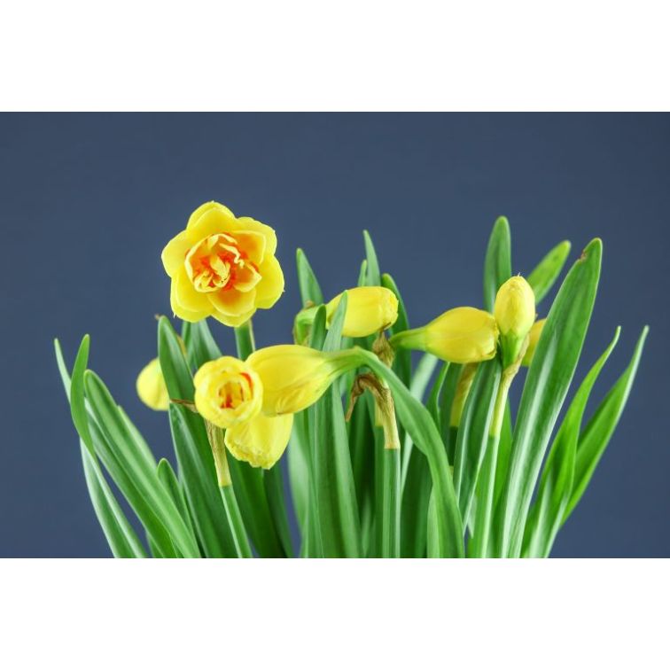 Narcisus Tahiti (Double) main product photo
