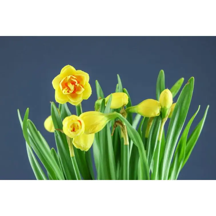 Narcisus Tahiti (Double)