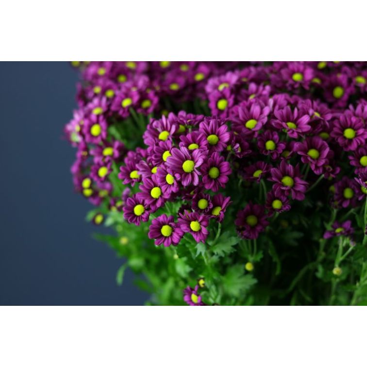 Chrysantemum Santini Madiba Purple main product photo
