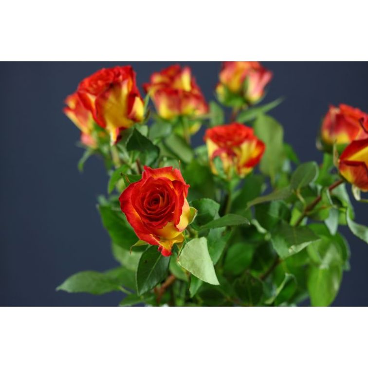 Roses Catch main product photo