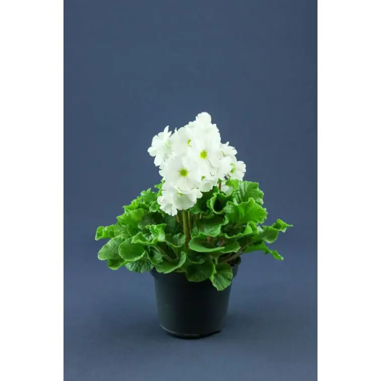 Pelargonija p12 (Pelargonium Grandiflora)