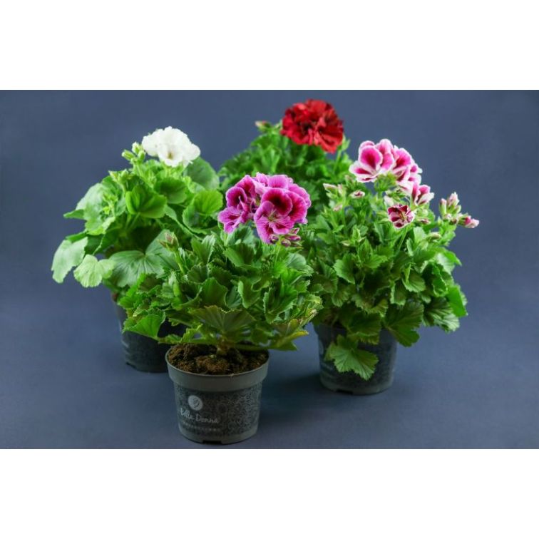 Pelargonija p12 (Pelargonium Grandiflora)
