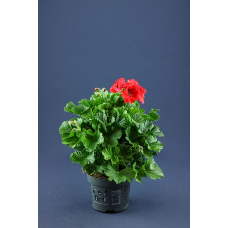 Pelargonija p12 (Pelargonium Grandiflora)