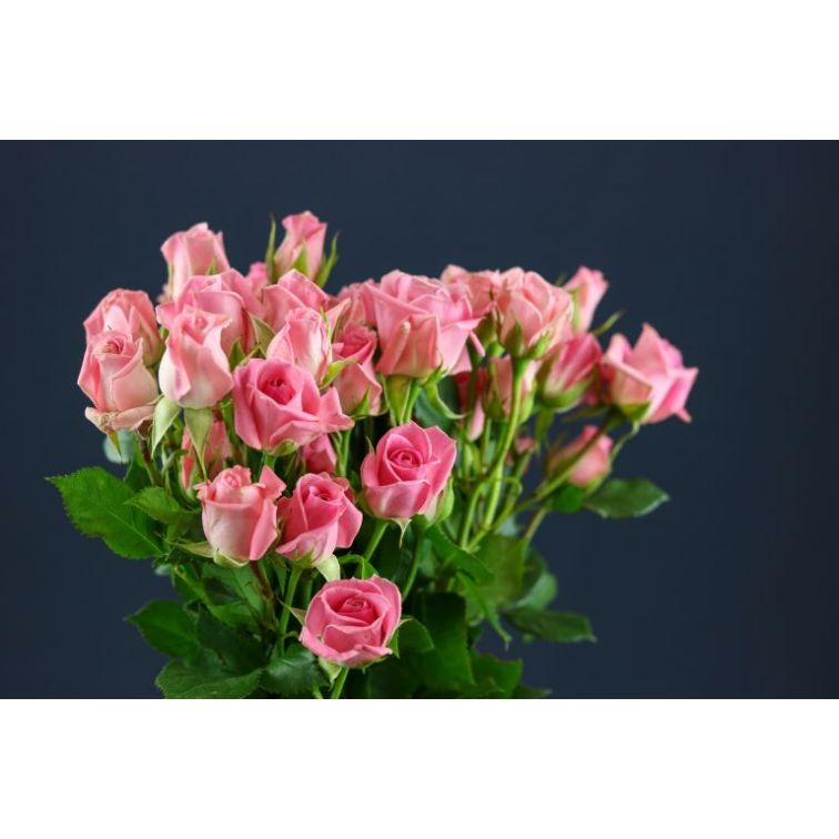 Roses Spray Odilia main product photo