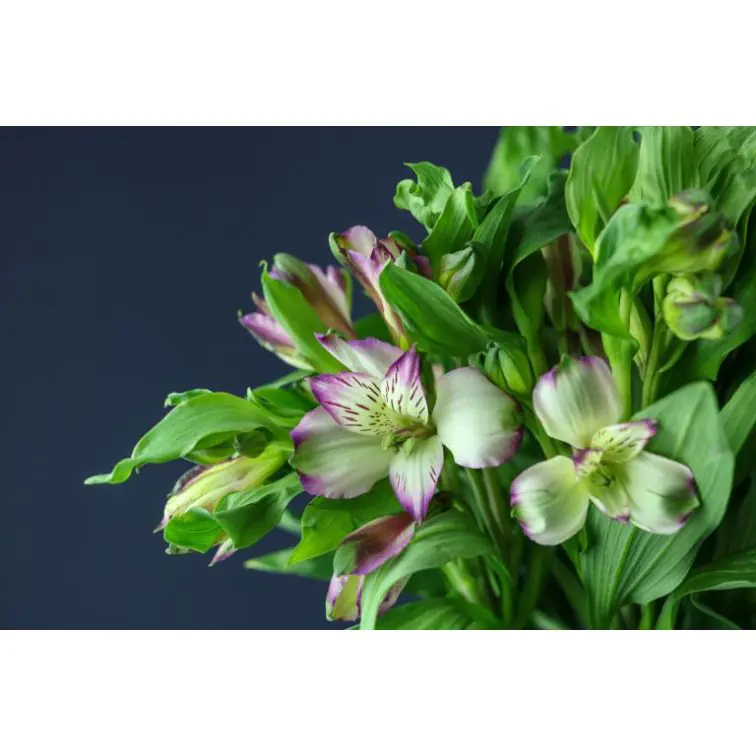 Alstromeria Hawaiian Dream