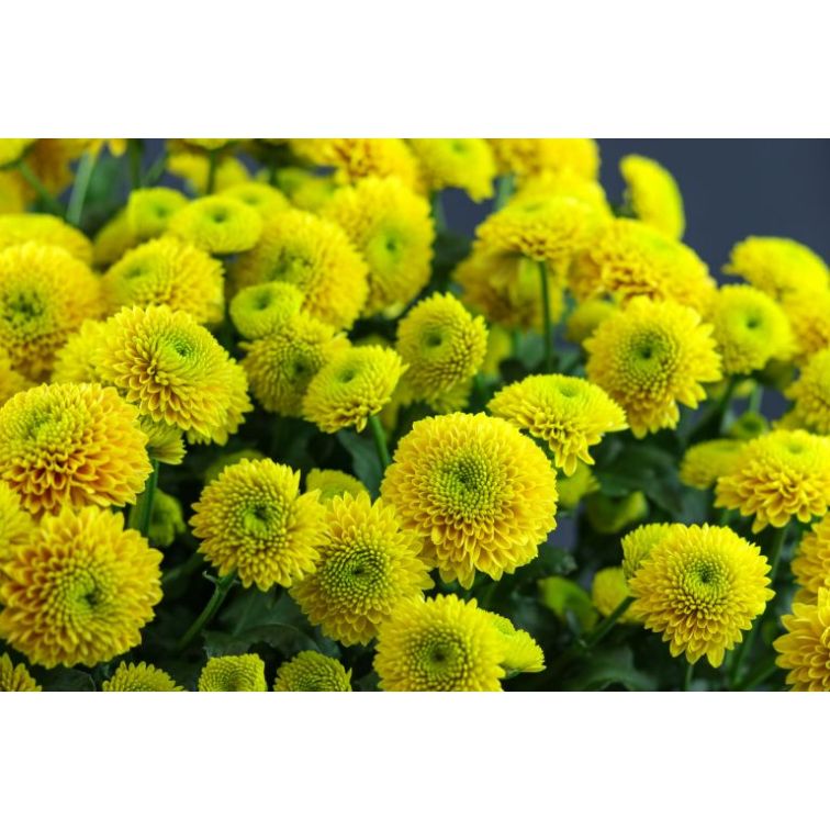 Chrysantemum Santini Jeanny Orange main product photo