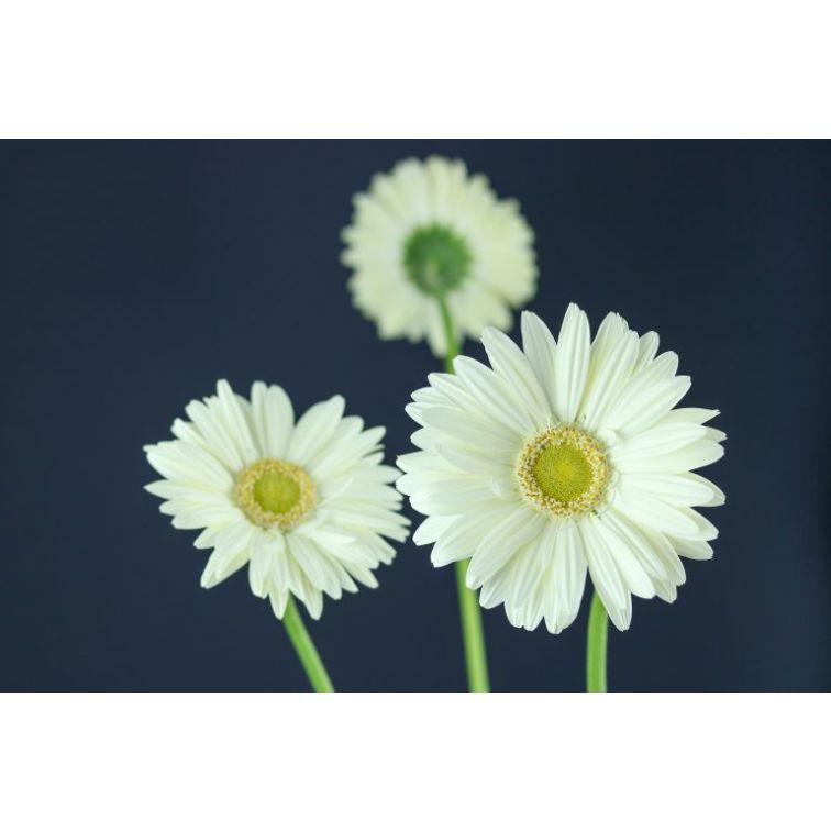 Gerbera Mont Blanc main product photo