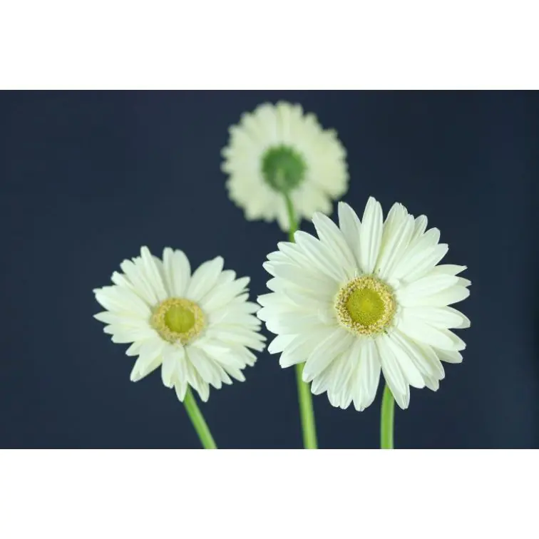 Gerbera Mont Blanc