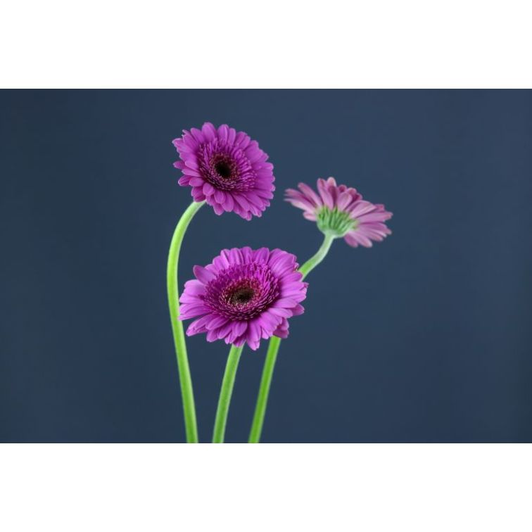 Germini Picture Perfect main product photo