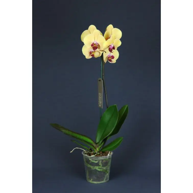Орхидея Phalaenopsis