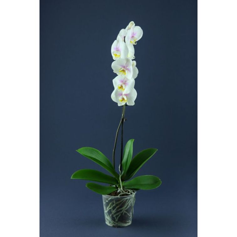 Orhideja "PHALAENOPSIS"