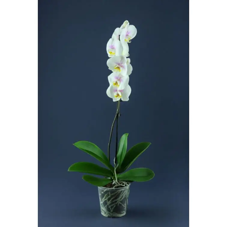 Орхидея Phalaenopsis