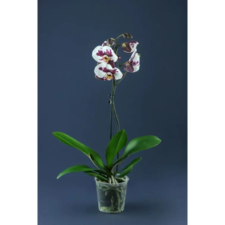 Орхидея Phalaenopsis