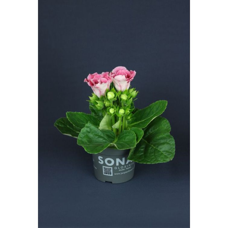 Gloksīnija p12cm (Gloxinia) main product photo