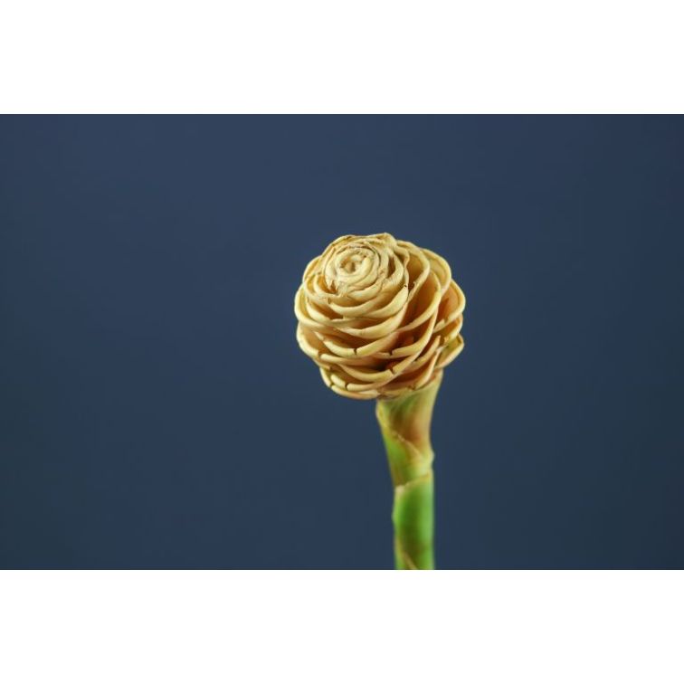 Ginger Shampoo main product photo