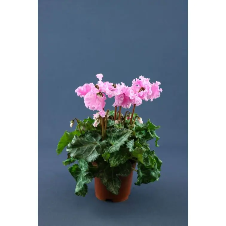 CYCLAMEN p10 SupSERIE