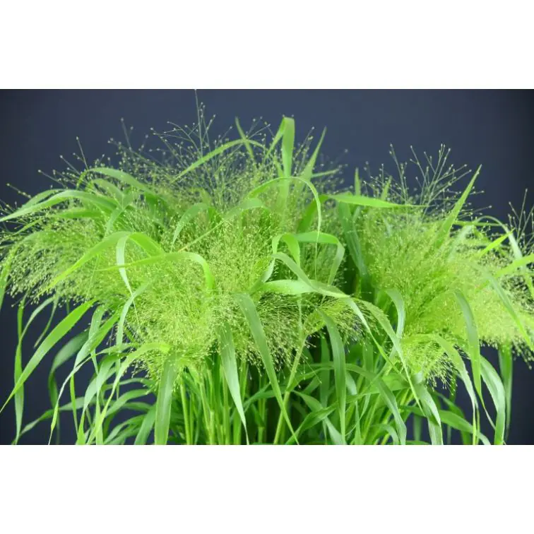 Panicum Fountain