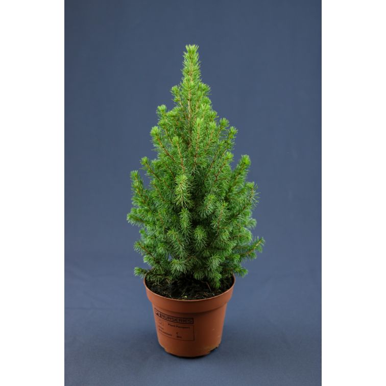 Picea Glauca Conica p13/50 main product photo