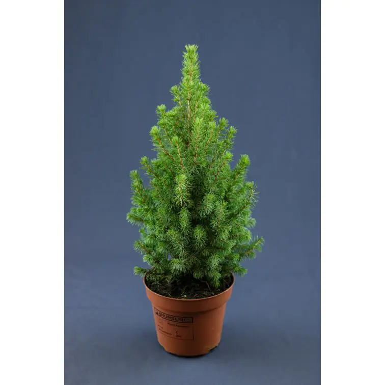 Picea Glauca Conica p13/50