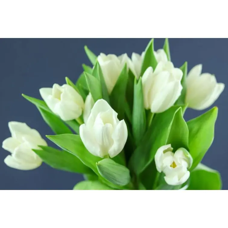 Tulip Tibet