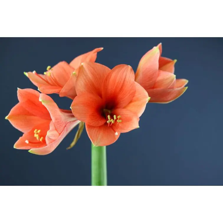 Hippeastrum Desire