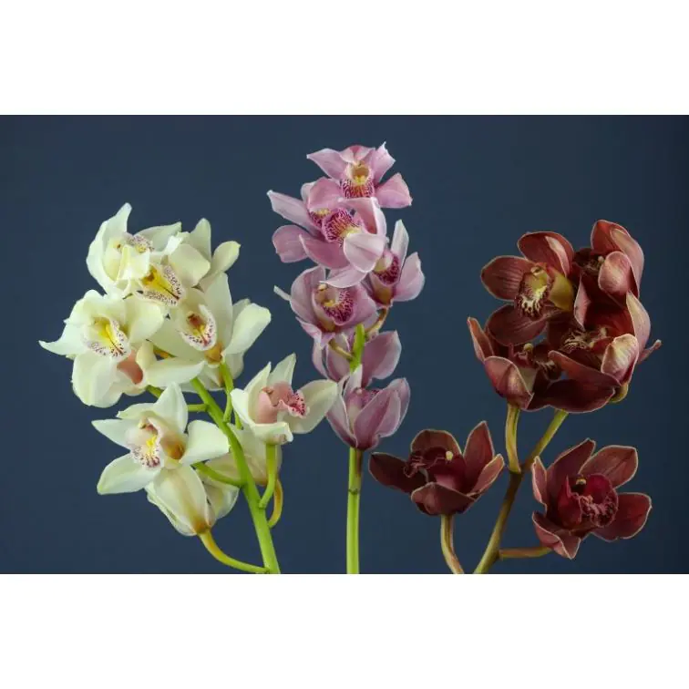 Orchidea Cymbidium
