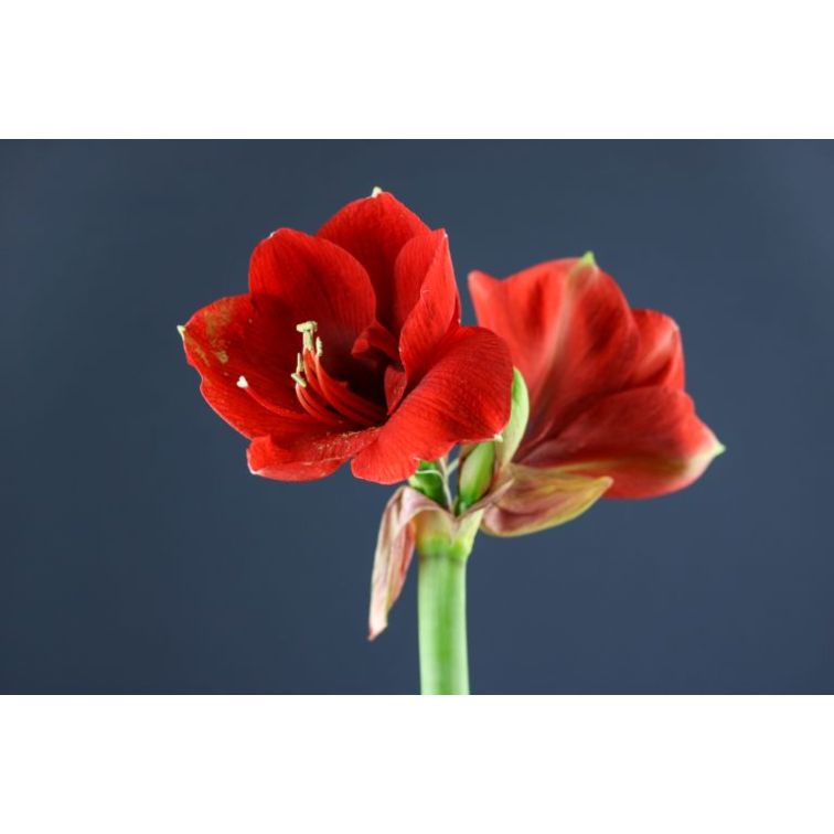Hippeastrum Ferrari main product photo