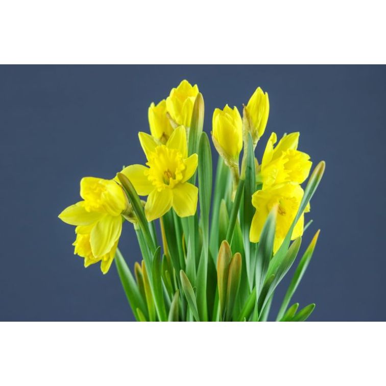Narcisus Carlton main product photo